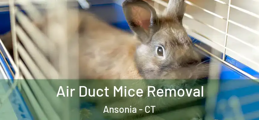 Air Duct Mice Removal Ansonia - CT